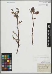 Foto von Salix appendiculata Vill.